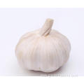 Best Fresh Natural Garlic